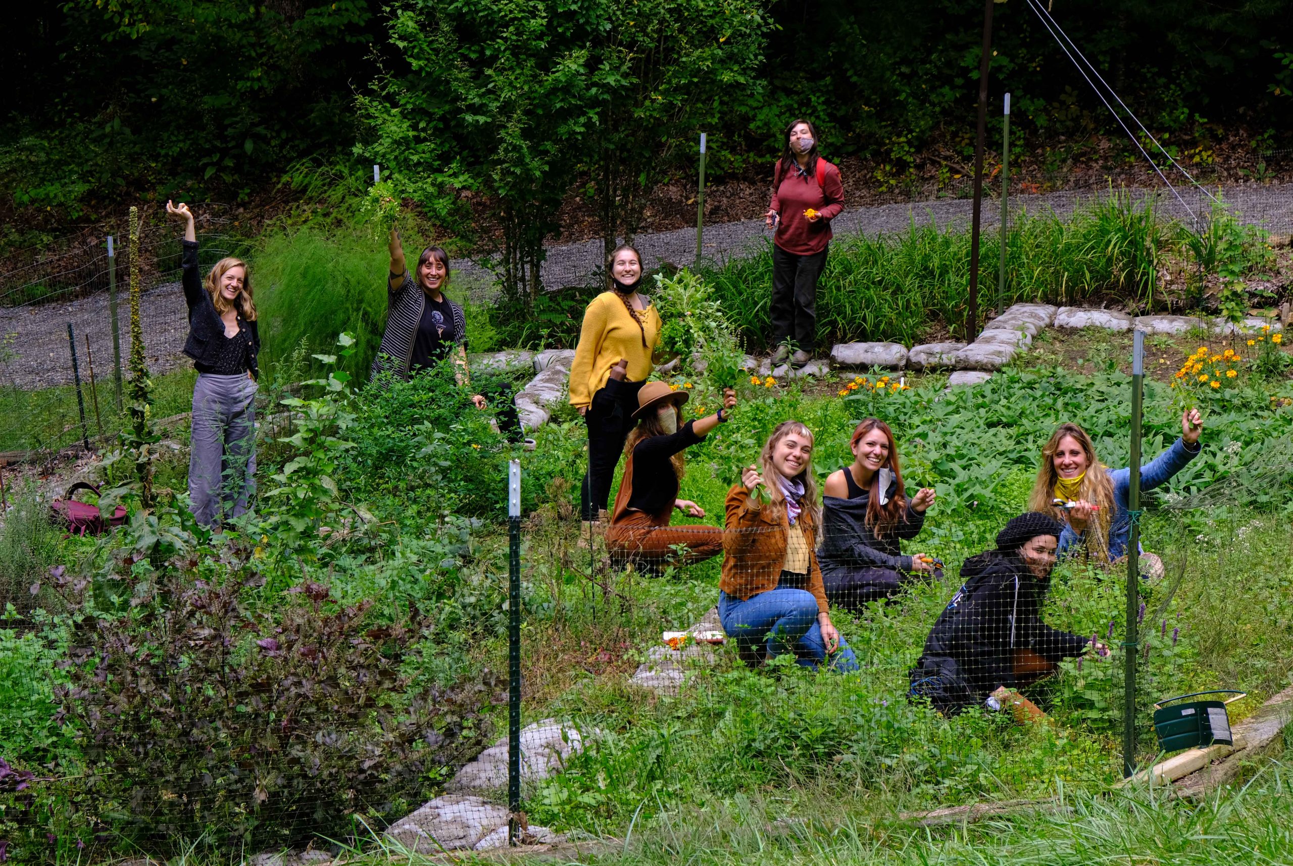 Wild Medicine Internship Blue Ridge School of Herbal Medicine